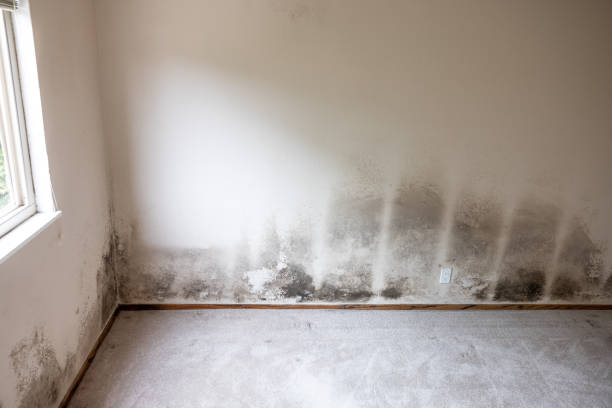 Best Mold Odor Removal Services  in USA